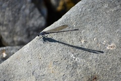 Argia lugens