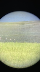 Charadriiformes