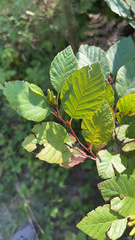 Alnus alnobetula
