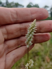 Froelichia floridana