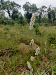 Froelichia floridana