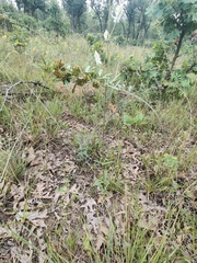 Froelichia floridana