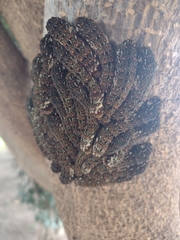 Heraclides rogeri pharnaces