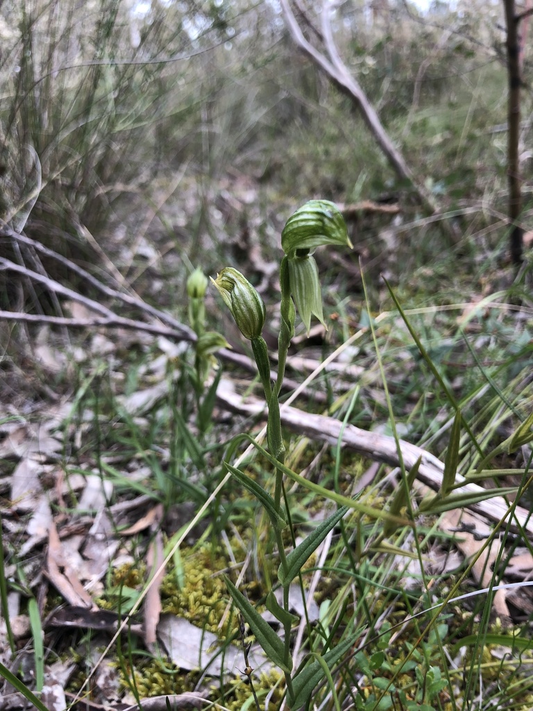 Pterostylis viriosa