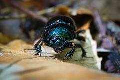 Geotrupes balyi