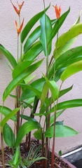Heliconia latispatha