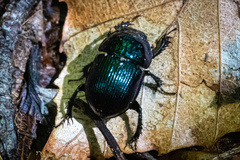 Geotrupes balyi