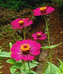 Zinnia elegans