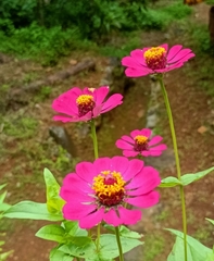 Zinnia elegans
