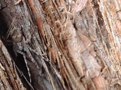 Tamopsis