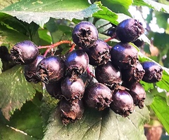 Crataegus chlorosarca