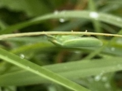 Draeculacephala antica