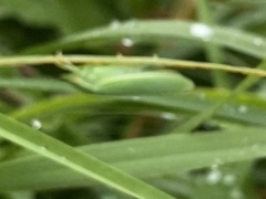 Draeculacephala antica