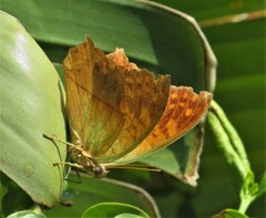 Charaxes varanes
