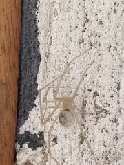 Cryptachaea gigantipes