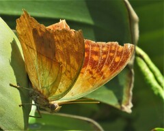 Charaxes varanes