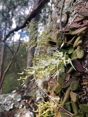 Dendrobium linguiforme
