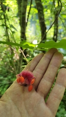Euonymus latifolius