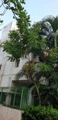 Phyllanthus acidus