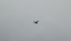 Threskiornis aethiopicus