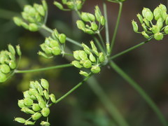 Pastinaca sativa sativa