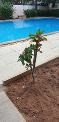 Pachypodium lamerei