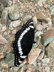 Limenitis weidemeyerii