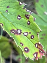 Septoria
