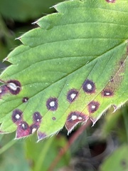 Septoria