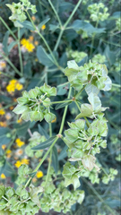 Mirabilis nyctaginea