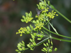 Pastinaca sativa sativa