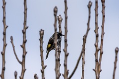 Phylidonyris novaehollandiae