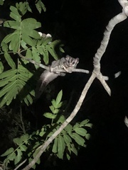 Petaurus norfolcensis