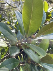 Ficus rubiginosa