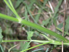 Pastinaca sativa sativa