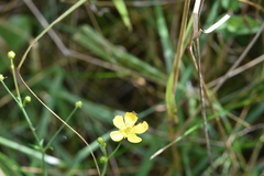 Ranunculus flammula