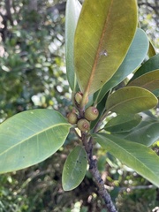 Ficus rubiginosa