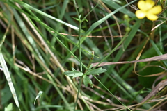 Ranunculus flammula