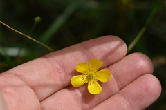Ranunculus flammula