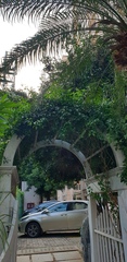Jasminum