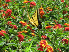 Papilio multicaudata multicaudata