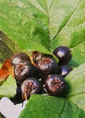 Crataegus chlorosarca