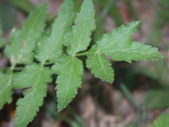 Pastinaca sativa sativa