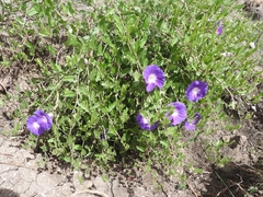Ipomoea stans