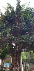 Ficus virgata
