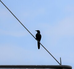 Onychognathus morio morio