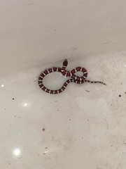 Lampropeltis gentilis