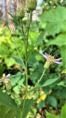 Eucephalus engelmannii