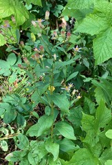 Eucephalus engelmannii