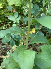 Eucephalus engelmannii